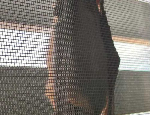 Baturday Pics – 20251213