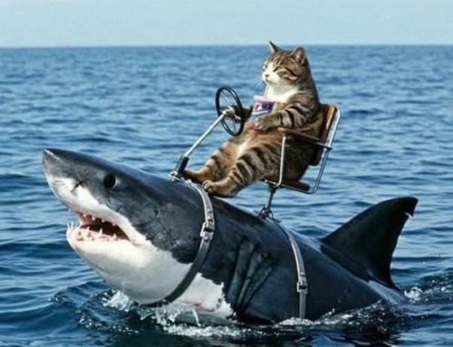 Felinito en …