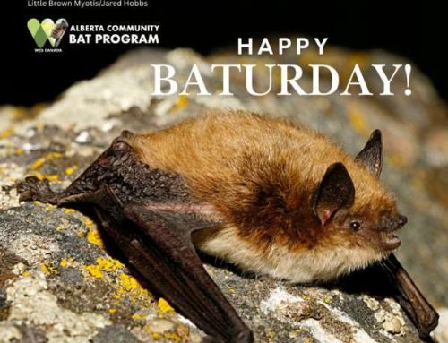 Alberta Community Bat Program – Little Brown Bats